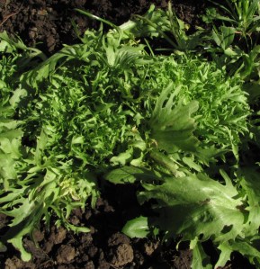 Curly Endive