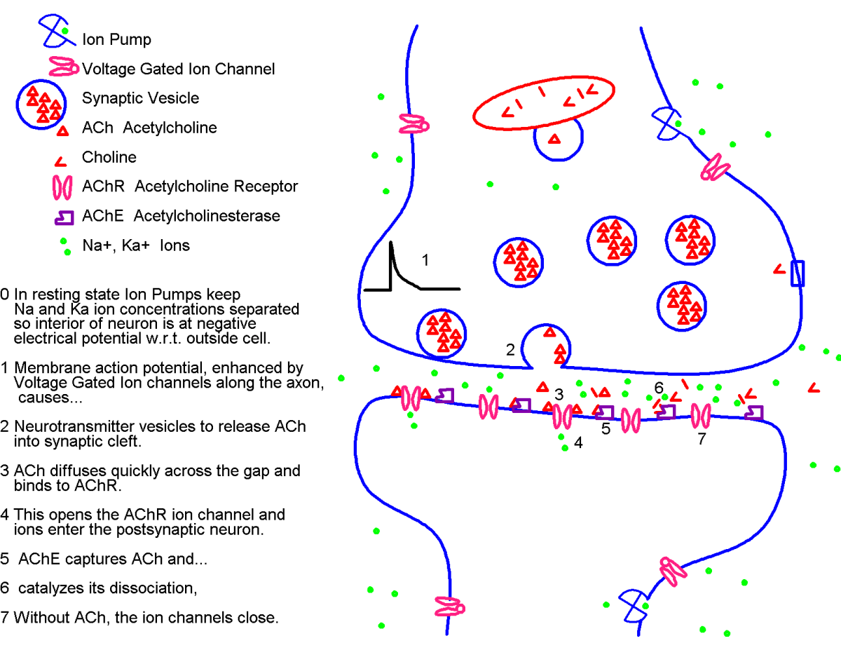 Neuro Insecticide The Mechanisms of Neuro-toxic Pesticides – Squash Practice