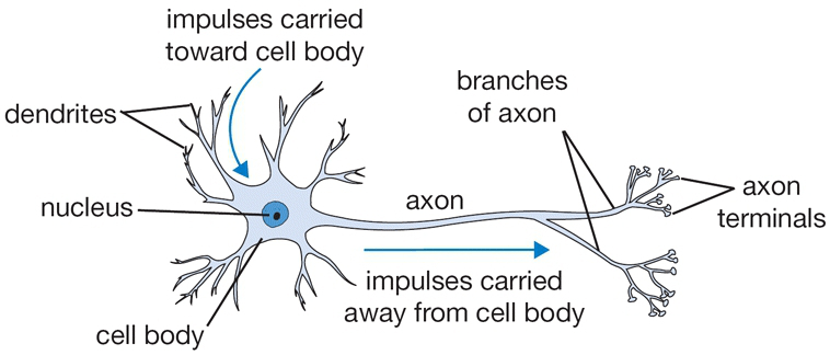 Neuron